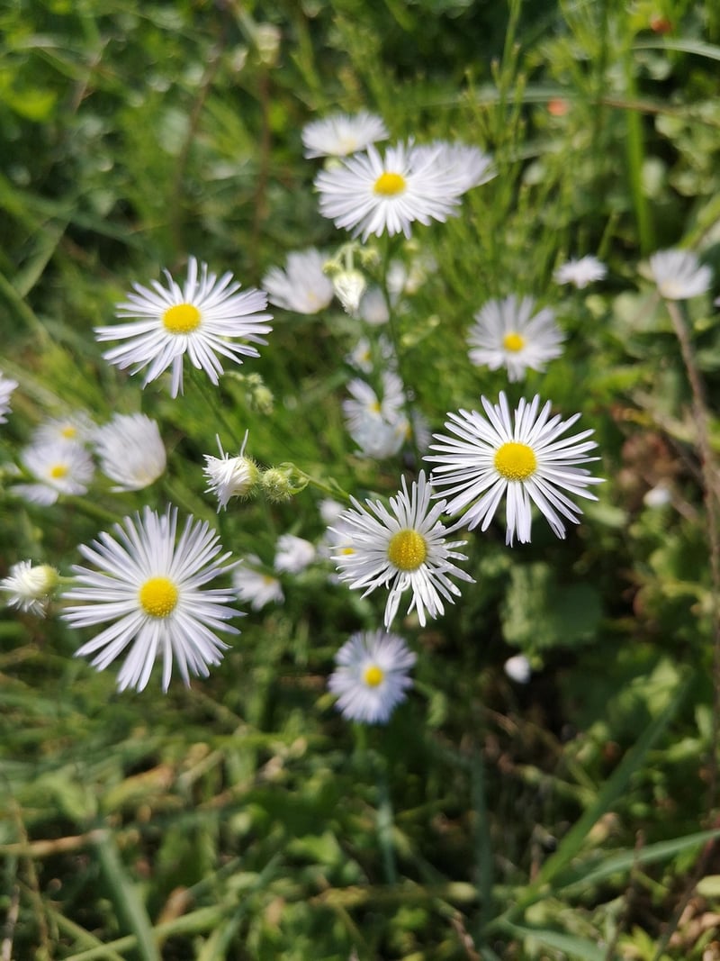 Sous Vide Precision Cooker